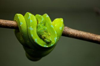 Green snake on a branch