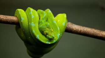 Green snake on a branch
