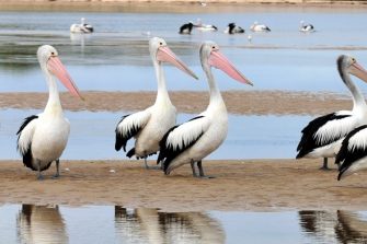 Australian Pelican, The Entrance, Central NSW, Australia