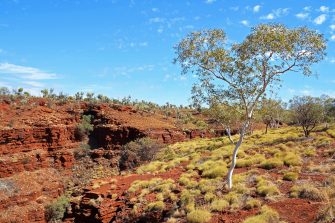 Green tree and red rocky ground at Karijini, Australia