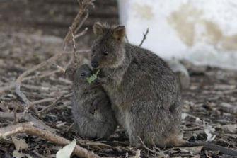 Two setonix brachyurus sharing a feed