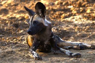 One of a pack of African Painted Dog, or Painted Wolf, or African Wild Dog
