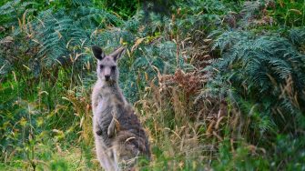 Grey Kangaroo