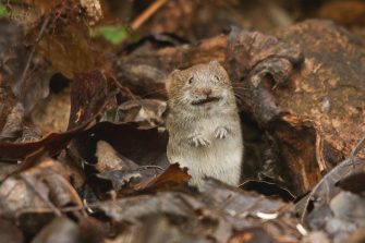 Brown rodent on brown grass