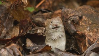 Brown rodent on brown grass
