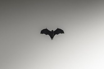 Silhouette bat
