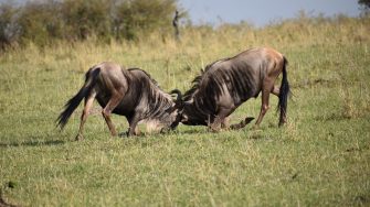 Animals fighting