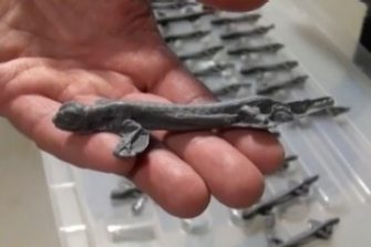 Predation on plasticine model