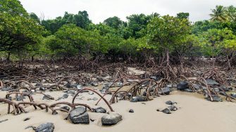 Mangroves at the beach