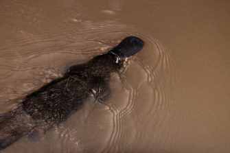 Platypus in water