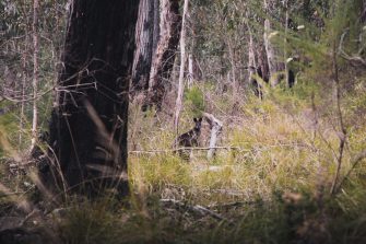 Small wallaby mostly obscured by grass and dry bushland