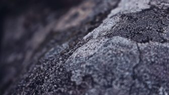 Close up of Peaty soil