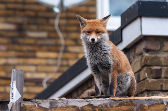 Urban fox