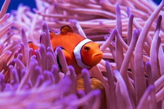 Clown fish swimming in coral
