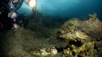 Diver photo taking pictures of squid underwater
