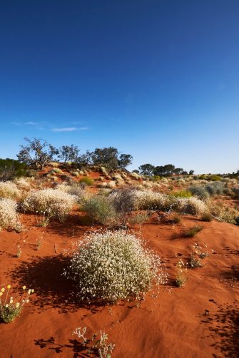 A western quoll is released in the Wild Deserts precinct of Sturt National Park NSW