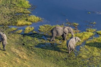 elephants at waterhole