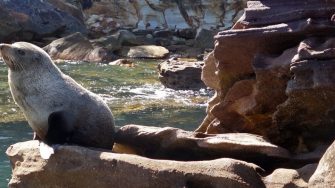 seal on the rock