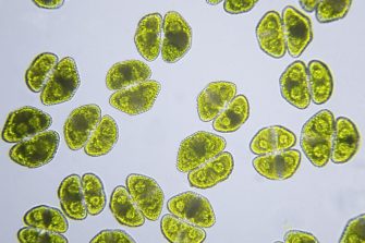 Photomicrograph of algae