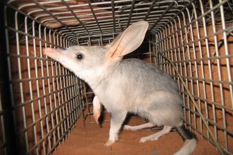 Bilby