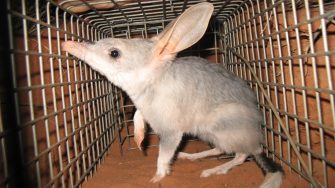 Bilby