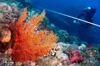 Scuba diver taking measurements of a coral reef (cropped)