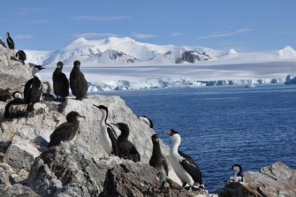 antarctic blue eyed shag