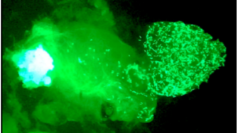 The Cost of Sperm Are All Males Equally Fertile