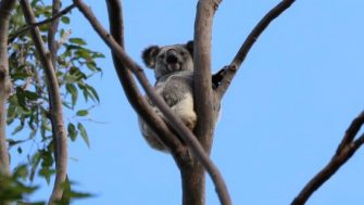 Koala