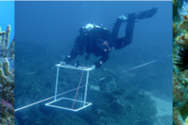 Marine animal forest