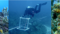 Marine animal forest