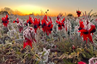 Sturt Desert Peas (Swainsona formosa) at Fort Grey