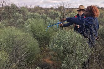 Dr Rebecca West and Martu Ranger Valdera Morgan tracking Golden Bandicoot using radiotracking antenna in desert shrubland