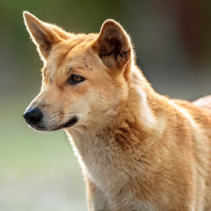 close up of dingo