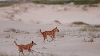 two dingos in sand
