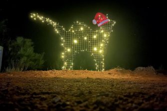  image of christmas quoll from Newletter Header Dec 24