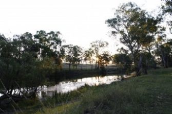 platypus habitat creek