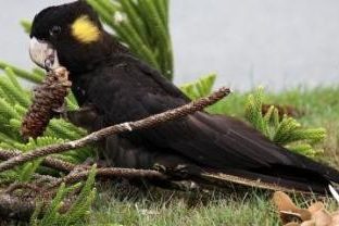 black parrot