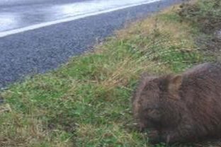 wombat next to road