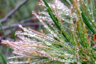 water droplets on plant