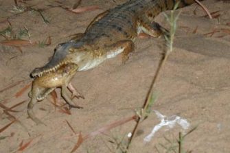 alligator with toad in mouth