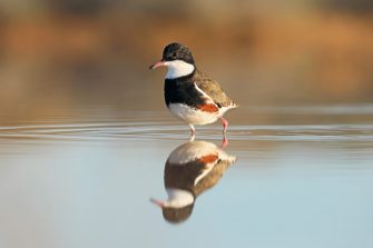 Red-kneed Dotterel wading in water