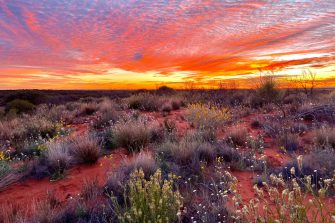 Wildflower dune at sunset