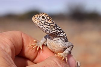 Central Netted Dragon (Ctenophorus nuchalis) perching on top of researcher's hand