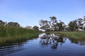 Macquarie Marshes with rippling water in the foreground, banks with reeds and trees and a blue sky in the background