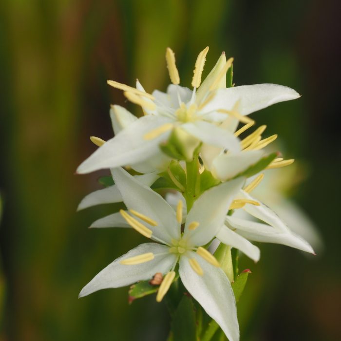 2025_09_Threatened_species