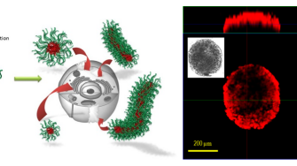 Left: Control of the aggregate size and shape by changing the block length of the block copolymer; Right: Micelles penetrating into a spheroid cancer model