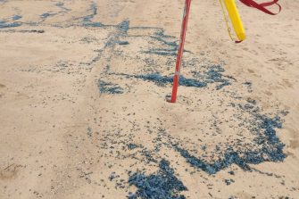 Photo of hundreds of bluebottles washed up on Maroubra Beach
