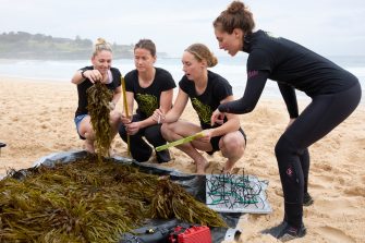 Operation Crayweed at Coogee
