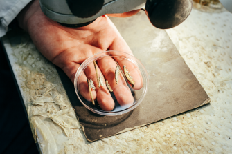 Four jawbone specimens of ancient, extinct carnivorous marsupials 